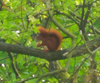 Photograph of a squirrel on a branch