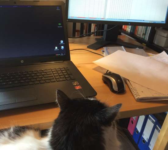 Photo of a workplace with laptop and second screen as well as some papers on the table and files underneath. In front of it, apparently on the photographer's lap, is a black and white cat.