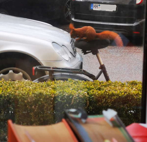 Photograph through a window of a squirrel that is sitting on a bicycle saddle with a nut.