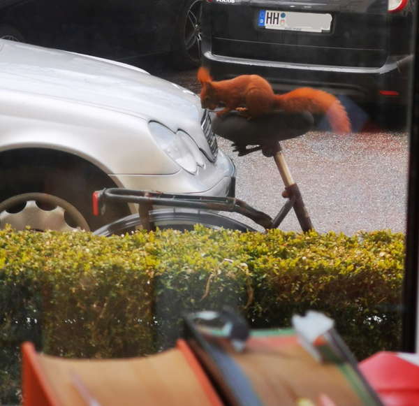 squirrel at home office Photograph through a window of a squirrel that is sitting on a bicycle saddle with a nut.