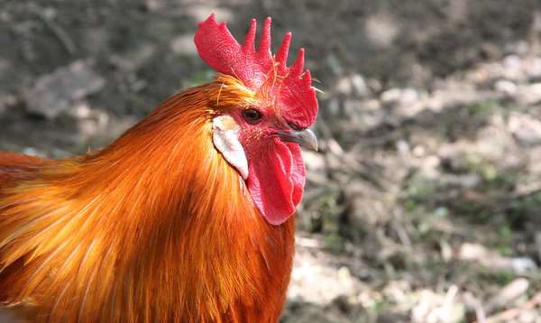 Ramelsloher rooser, Kiekeberg open air museum picture of a Ramelsoher rooster